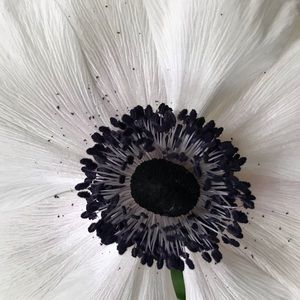 Meet your Posher, Judy